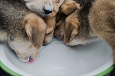 Yavrular tabaktan süt içerler.