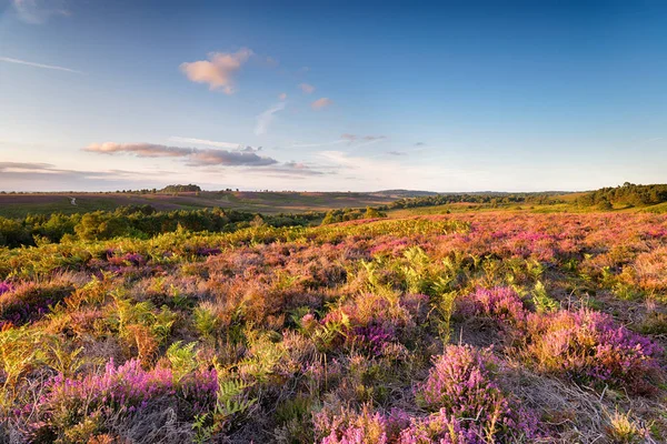 New Forest i augusti — Stockfoto