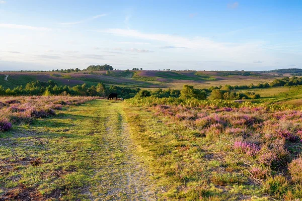 Koeien grazen in New Forest — Stockfoto