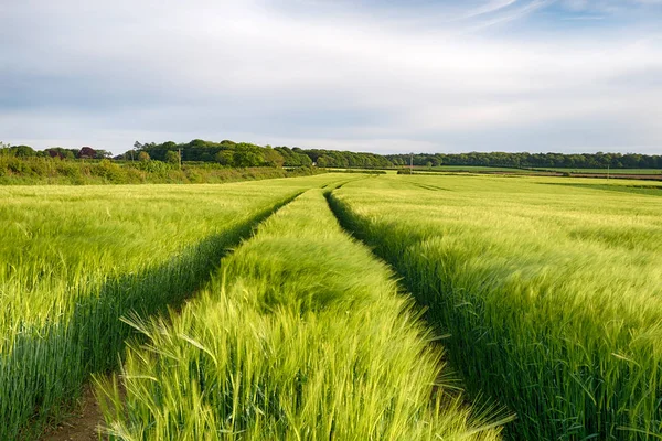 コーニッシュの麦畑 — ストック写真