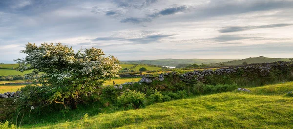 Summer on Bodmin Moor — Stock Photo, Image