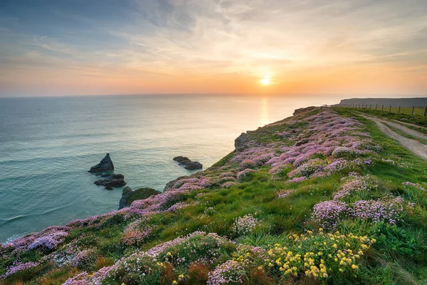 Flores selvagens em falésias de cornish — Fotografia de Stock