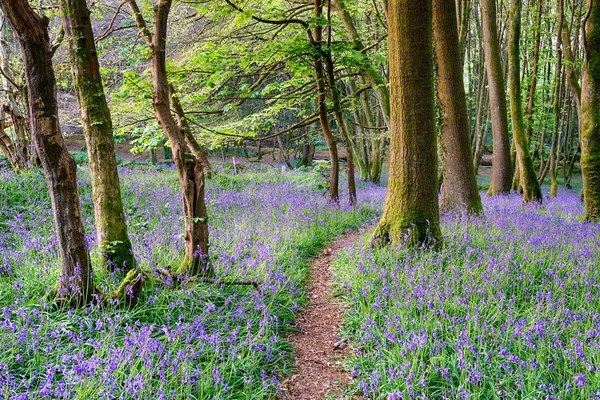 Jarní bluebell woods — Stock fotografie