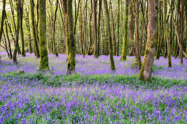 Cornwallský Bluebell Woods — Stock fotografie