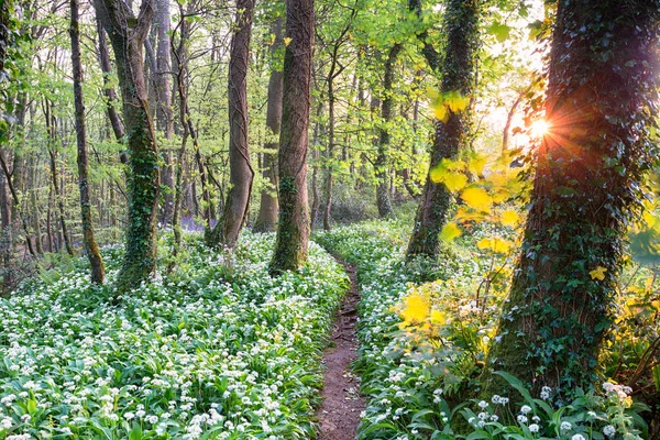 Dziki czosnek Woodland — Zdjęcie stockowe