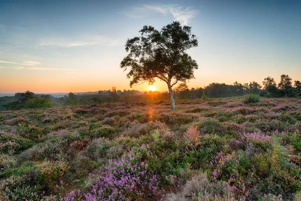 Ny skog Sunrise — Stockfoto