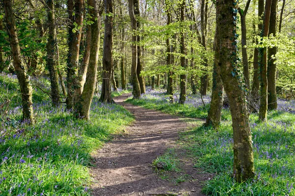 Cornwallský Woodland — Stock fotografie