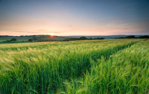コーンウォールの麦畑 — ストック写真