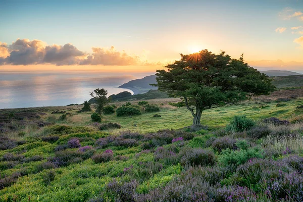 Exmoor Sunrise — Stock Photo, Image