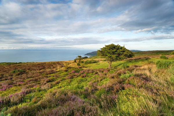 Porlock gemein — Stockfoto