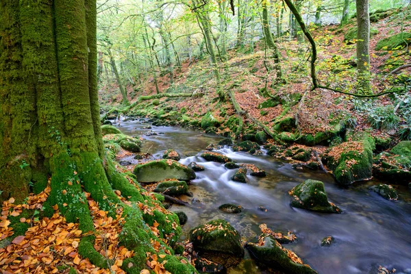 Podzim na Dartmoor — Stock fotografie