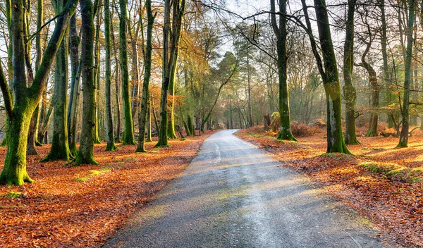 A country lane near Lyndhurst in the New Forest — 스톡 사진