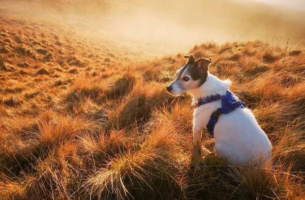 一只杰克罗素Terrier狗在山坡上的薄雾落日下 — 图库照片