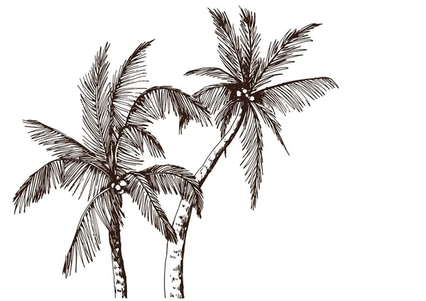 Tropiska palmer — Stock vektor