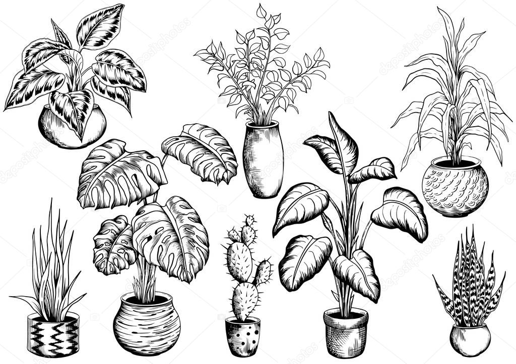 Set of house plants.