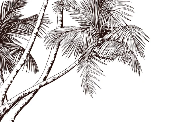 Carte tropicale avec palmiers — Image vectorielle