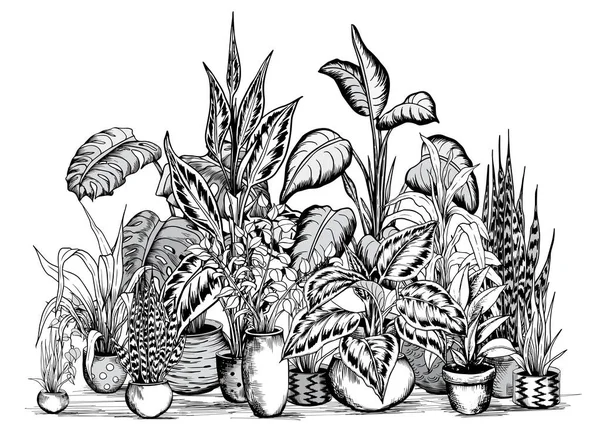 Pengaturan tanaman rumah tropis - Stok Vektor