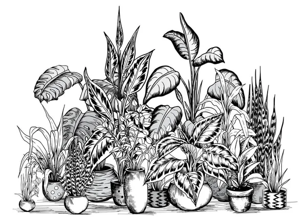 Arreglo de las plantas de la casa tropical — Vector de stock