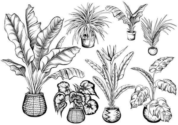 Conjunto de plantas de casa en macetas y cestas . — Archivo Imágenes Vectoriales