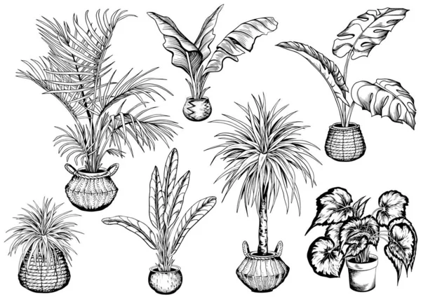 Conjunto de plantas tropicales en maceta . — Archivo Imágenes Vectoriales