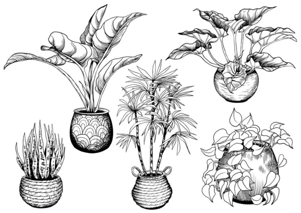 Ensemble de plantes exotiques maison . — Image vectorielle