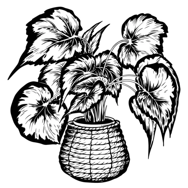 Planta Rex Begonia en cesto de pasto marino tejido . — Archivo Imágenes Vectoriales
