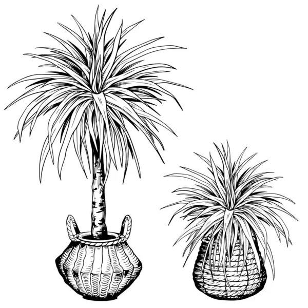 Yucca casa plantas en hierba marina tejida cesta de la olla . — Vector de stock