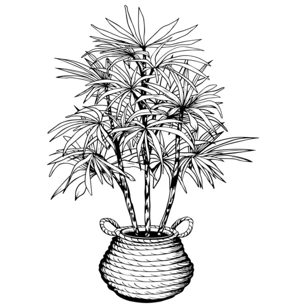 Lady Palm en maceta en cesta de hierba marina tejida . — Vector de stock