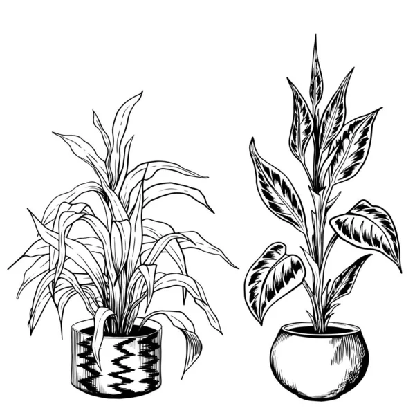 Black and white sketchy houseplants in flowerpots. — Stock Vector