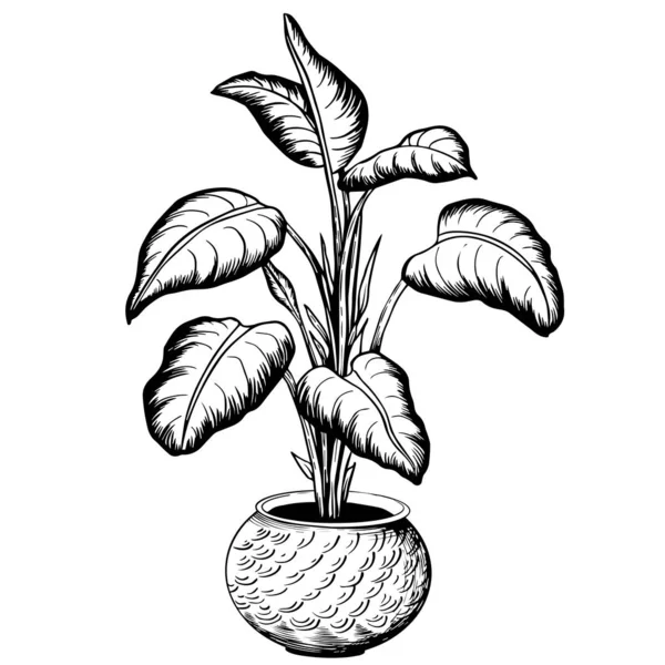 Planta de interior tropical Dieffenbachia en maceta . — Vector de stock