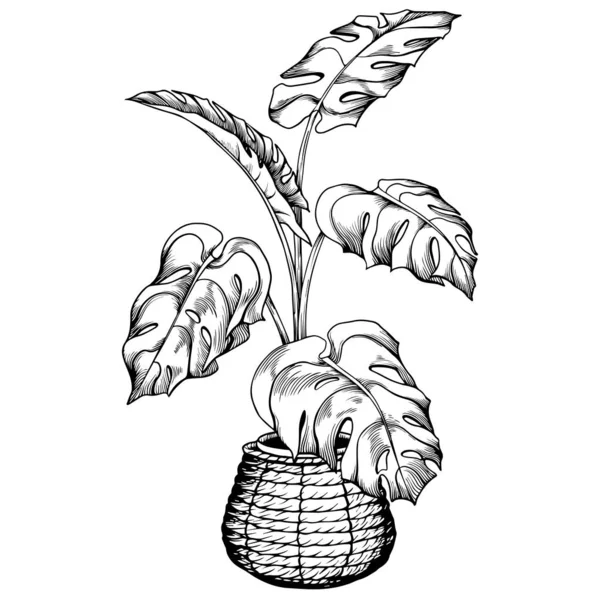 Planta de interior tropical monstera en maceta de cesta tejida . — Vector de stock