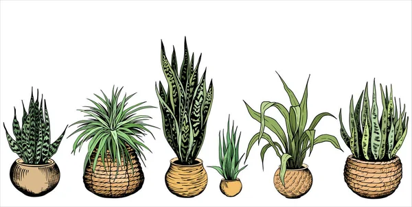 Set di piante da serra in vasi tessuti . — Vettoriale Stock