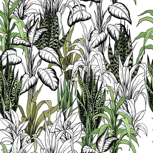 Seamless pattern with variegated snake plants. — 스톡 벡터