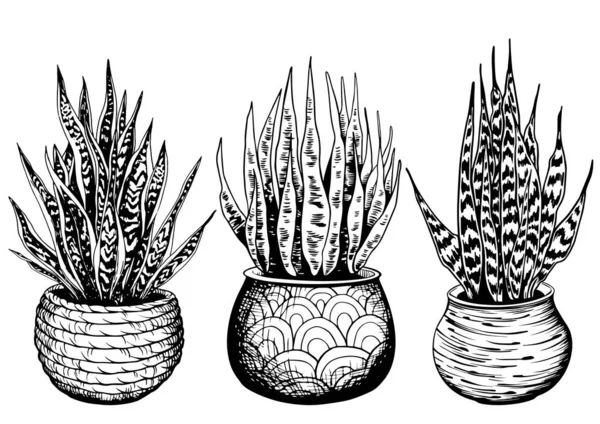 Набор разнообразных змеиных растений в тканых горшках . — стоковый вектор