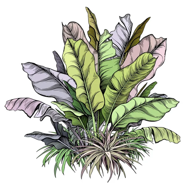 Plantes tropicales colorées. — Image vectorielle