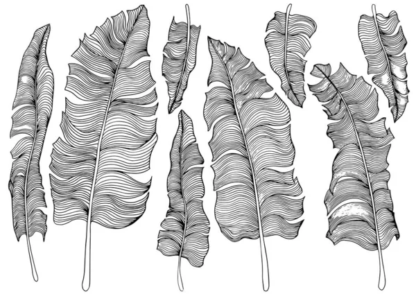 Set of stylized banana leaves. — 스톡 벡터