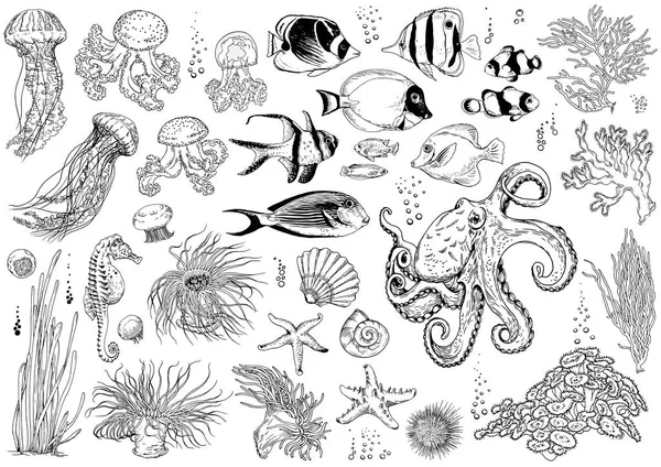 Set of underwater creatures, corals and tropical fishes. — Stock Vector