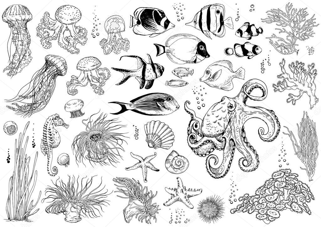 Set of underwater creatures, corals and tropical fishes.