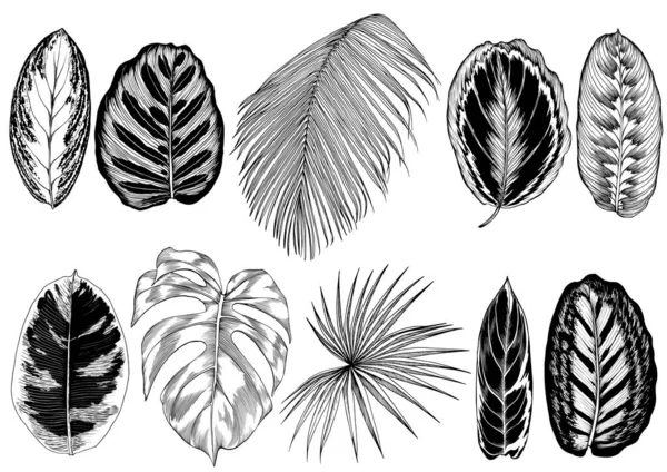 Ensemble de feuilles tropicales stylisées . — Image vectorielle