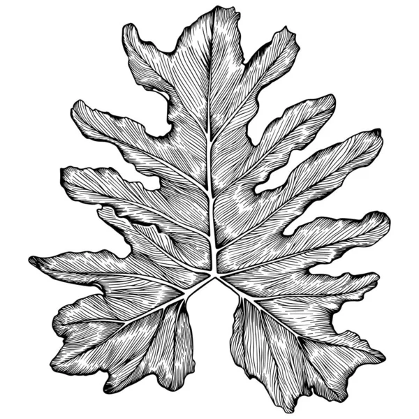 Big stylized philodendron leaf. — Stok Vektör