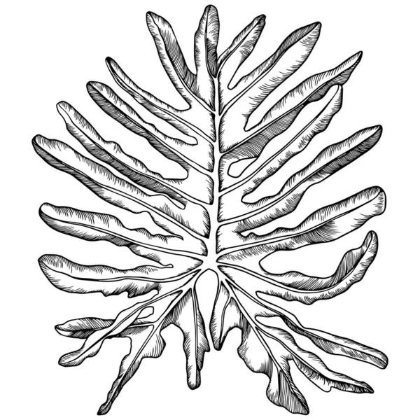Черно-белый стилизованный филодендронный лист . — стоковый вектор