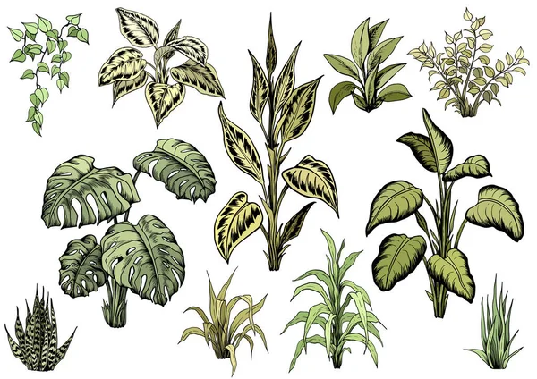 Набор тропических растений . — стоковый вектор