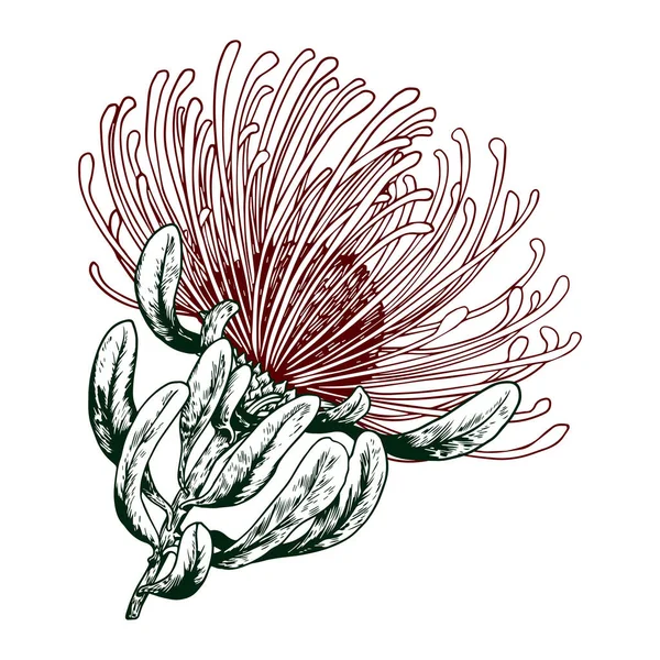 Tropical protea flower. Hand drawn vector. — Stok Vektör
