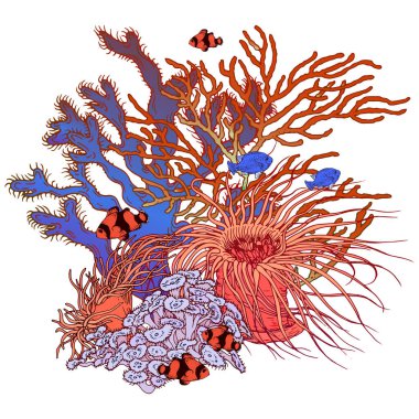 Coral reef scenery with sea anemone and clown fishes.