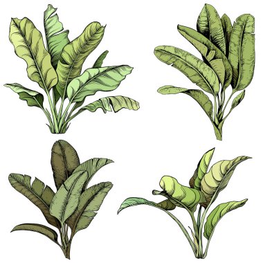 Set of large tropical leaves.