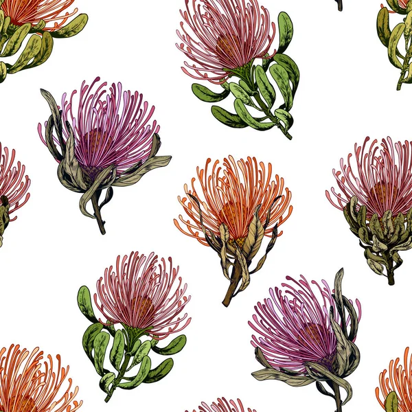 Modèle sans couture avec des fleurs exotiques de protéa pincushion . — Image vectorielle