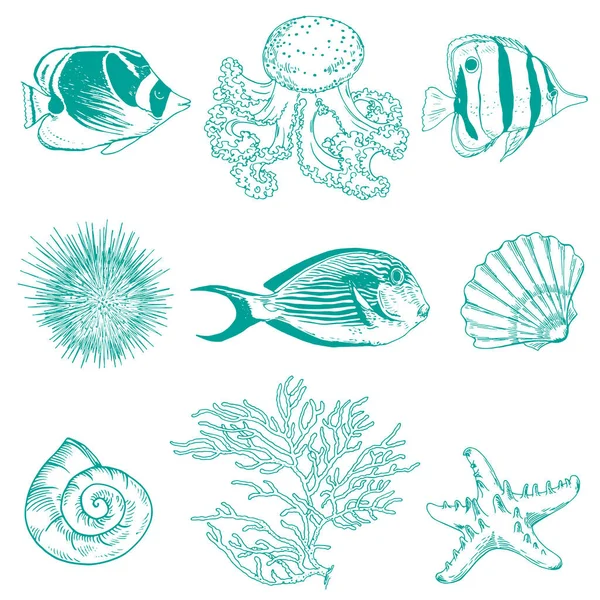 Collection de créatures, coquillages, coraux et poissons sous-marins . — Image vectorielle