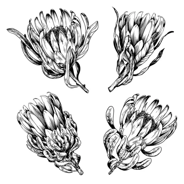 Exóticas flores de protea rey . — Vector de stock