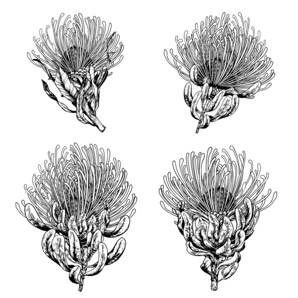 Flores de protea de almofada de alfinete exóticas . — Vetor de Stock