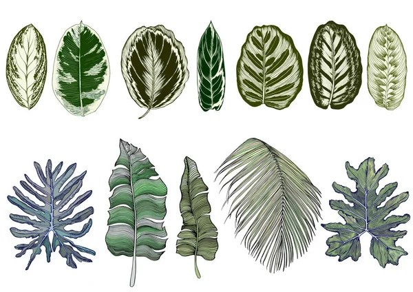 Set van groene gestileerde tropische bladeren. — Stockvector
